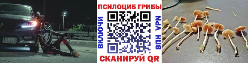 Псилоцибиновые грибы мицелий  Купить закладки  Камышин 